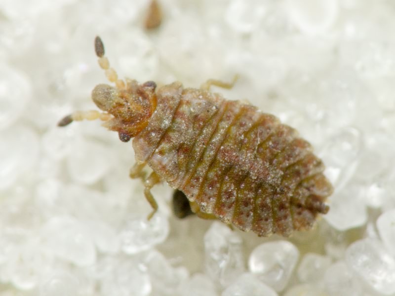 Aradus cinnamomeus Panzer, 1806